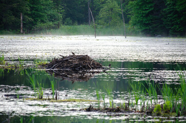 Beaver damns are reflected in the calm pond water on a clear summer evening in southern Quebec
