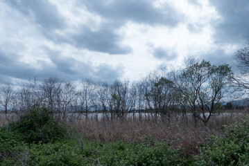 Fototapeta premium どんよりとした空の湖畔 滋賀県草津市津田江内湖
