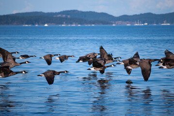 Canada geese fly low over the pacific ocean off Vancouver Island with islands visible in the background © Doug