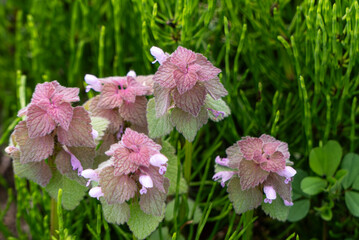 春の野道で群生するヒメオドリコソウ