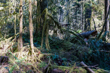 morning in the forest or park nature sunlight through trees