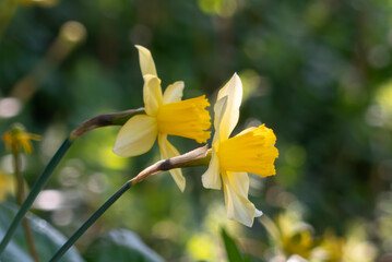 春の公園に群生していた黄色いラッパスイセン