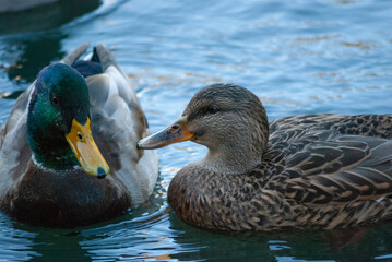 Mallard ducks splash, court and forage in a pond in Beacon Hill Park, Victoria BC