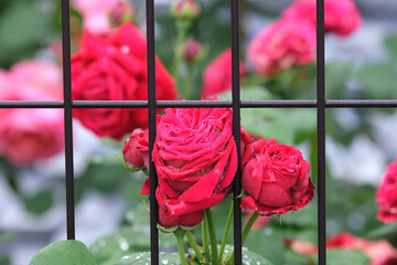 フェンスと濡れた赤いバラ