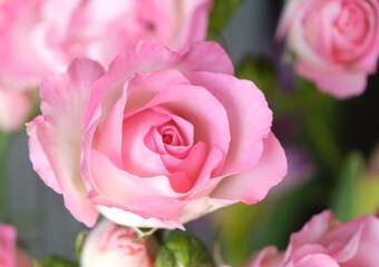 優しいソフトピンクのバラ