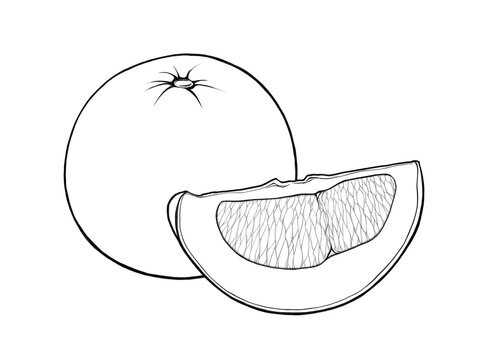 recommend clip art: 晩白柚（丸のままとくし切りにしたもの）の線画イラスト