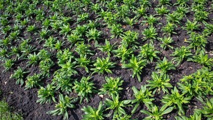 IMG_0379 cultivate Dianthus barbatus - Sweet-william, leaves Top View