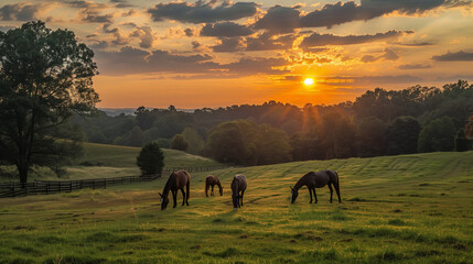 Naklejka premium Thoroughbred horses grazing at sunset in a field
