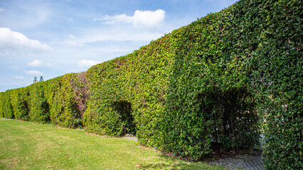 Hokkien Tea cutting shape in serveral door design