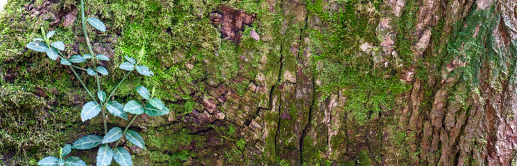 green moss background. moss on the bark of an old tree	
