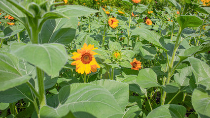Close up three sort of  Blooming Sunflower at Suan Luang Ror Kao Beautiful Flora at Suan Luang Rama IX Park
