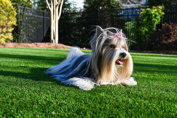 Charming long-haired Biewer Terrier with a pink bow, lying on a lush green artificial turf lawn on...