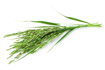 Fresh rice spike on a white background.