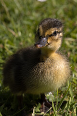  Baby Stockente, Entenküken, Nestflüchter