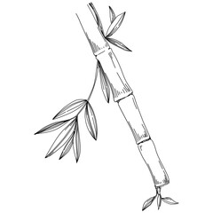Bamboo Plant