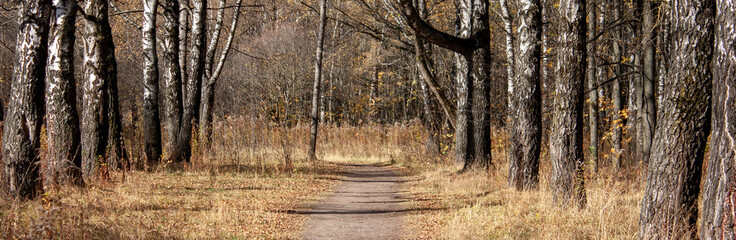 Alley in the autumn park. Road in the forest on a sunny autumn day. Yellow leaves of trees in the...
