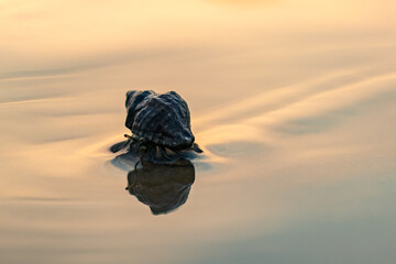 A hermit crab crawling on Sandy beach during sunset. Reflection of golden sky on wet sand.