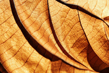 Autumn Dried leaf closeup at sunlight, macro trend, brown leaf as nature background. Fall aesthetic...