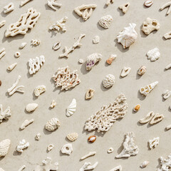 Sea shells, corals, sea stones with sun shadow at sunlight, nature photo of different white shell and coral pieces scattered on light beige concrete, minimal monochrome card, neutral pastel tones