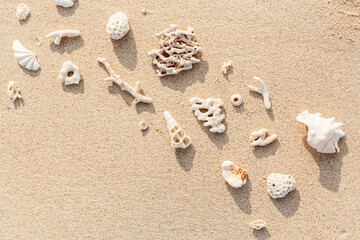 Seashells and coral on Beach Sand at sunlight, outdoor nature photo  from variety of white shells and coral pieces scattered on light beige sandy sea shore, minimal monochrome environment flatly