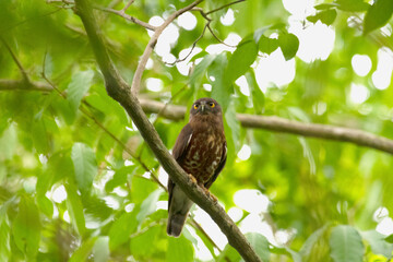 A brown hawk owl on a branch