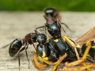 P5140443 two Hercules ants, Camponotus herculeanus, biting a dead wasp, cECP 2024