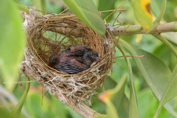 Birds nest