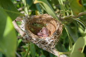 Birds nest