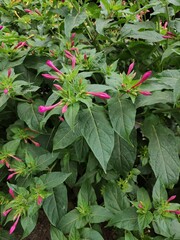 Pink Flower, commonly known as the wonder flower of Peru, mirabilis jalapa,Flor Rosa, comúnmente conocida como la flor maravilla del Perú, mirabilis jalapa 