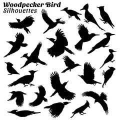 Obraz premium Set of woodpecker bird silhouettes