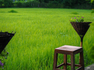 Wooden chairs at the rice fields in the rainy season     