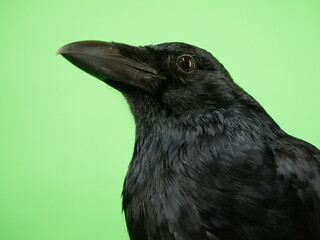 ハシボソガラスの上半身