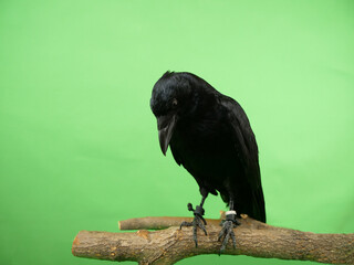 俯くハシボソガラス