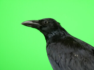 真横を向いているハシボソガラス