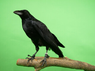 木の枝に留まるハシボソガラス