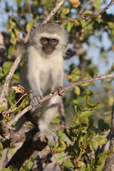 Grüne Meerkatze / Vervet monkey / Cercopithecus aethiops ..