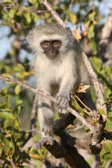 Grüne Meerkatze / Vervet monkey / Cercopithecus aethiops ..