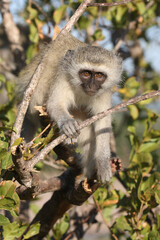 Grüne Meerkatze / Vervet monkey / Cercopithecus aethiops ..