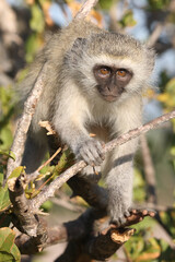 Grüne Meerkatze / Vervet monkey / Cercopithecus aethiops ..