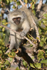 Grüne Meerkatze / Vervet monkey / Cercopithecus aethiops ..