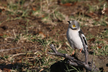 Weißschopf-Brillenwürger / White-crested helmet-shrike / Prionops plumatus