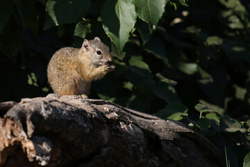 Ockerfußbuschhörnchen / Tree squirrel / Paraxerus cepapi