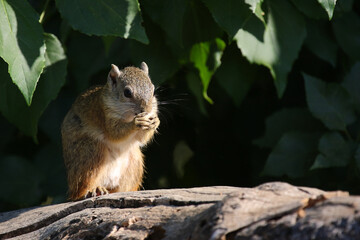 Ockerfußbuschhörnchen / Tree squirrel / Paraxerus cepapi