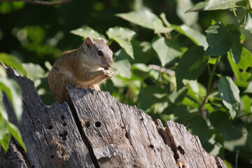 Ockerfußbuschhörnchen / Tree squirrel / Paraxerus cepapi