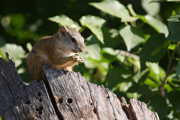 Obraz premium Ockerfußbuschhörnchen / Tree squirrel / Paraxerus cepapi