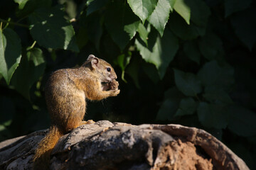 Ockerfußbuschhörnchen / Tree squirrel / Paraxerus cepapi