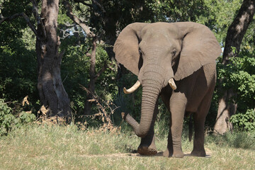 Afrikanischer Elefant / African elephant / Loxodonta africana