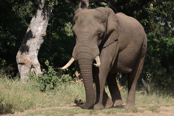 Afrikanischer Elefant / African elephant / Loxodonta africana