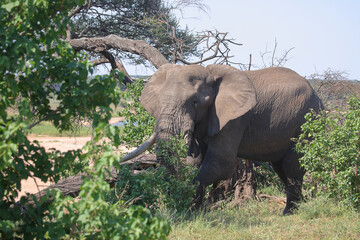 Fototapeta premium Afrikanischer Elefant / African elephant / Loxodonta africana