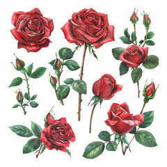 Set collection watercolor of beautiful wreath red rose floral flower arrangements for greeting card or wedding invitation design